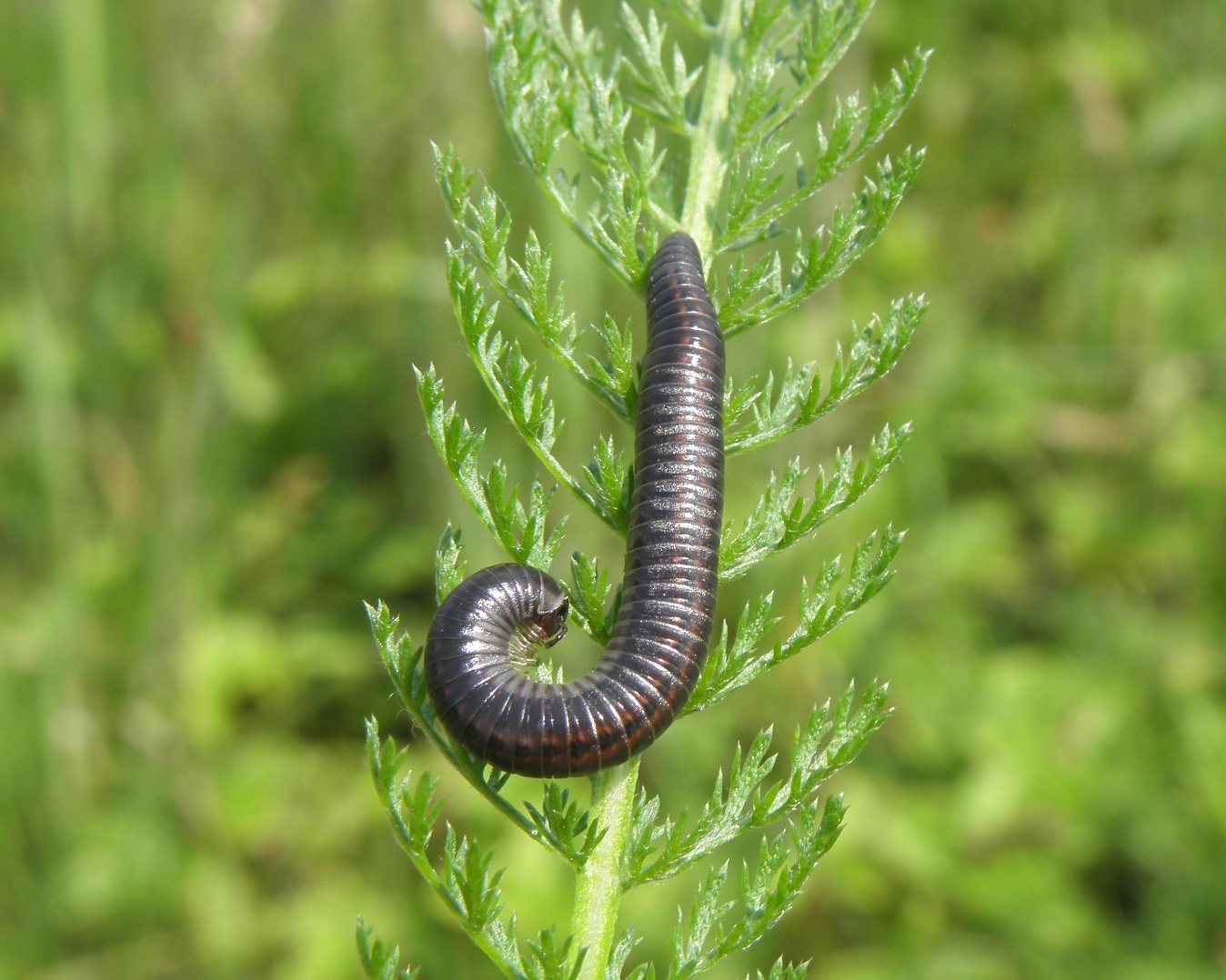 Read more about the article KROCIONOGI, ICH ŻYCIE, SZKODLIWOŚĆ I ZWALCZANIE