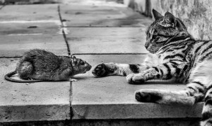 Szczur i kot